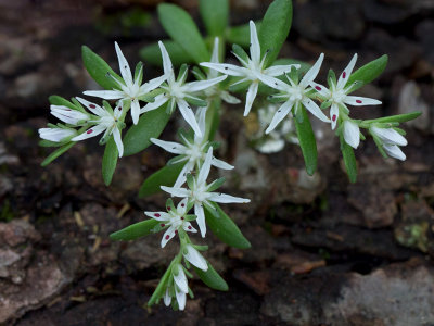 Wild Stonecrop