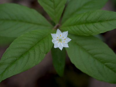 Starflower