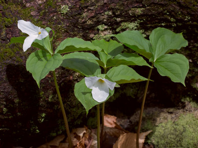 White Trillium