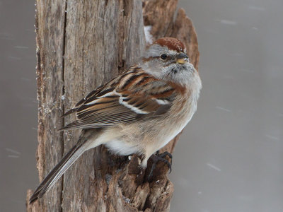 American Tree Sparrow