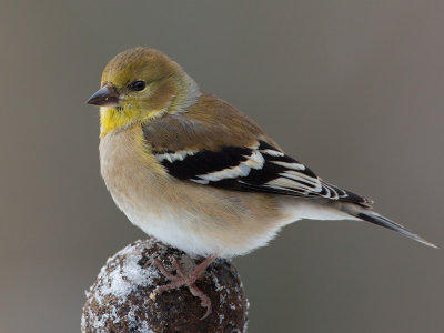 Goldfinch on Black Walnut