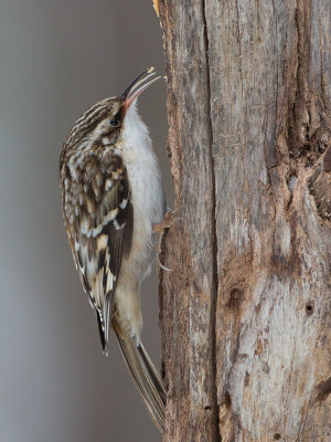 Brown Creeper