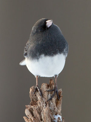 Junco