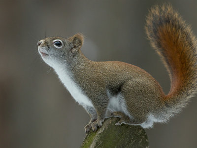 Red Squirrel