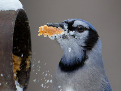 Blue Jay at Peanut Butter and Cornmeal Feeder