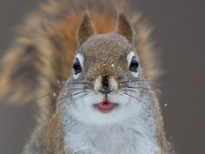 Red Squirrel