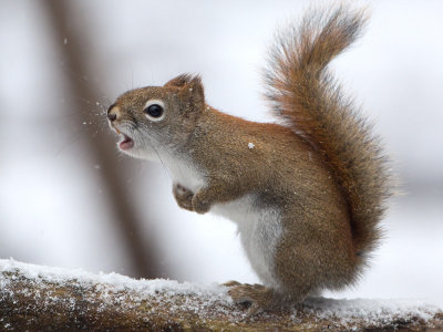 Red Squirrel