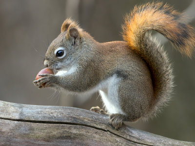Red Squirrel with Acorn