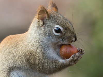Red Squirrel with Acorn