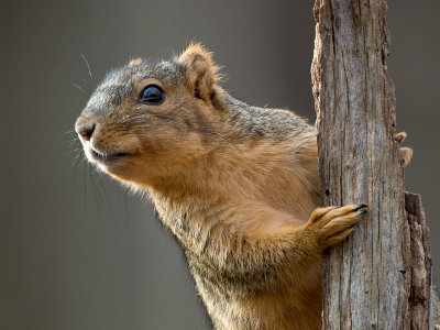Fox Squirrel