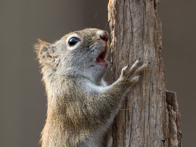 Red Squirrel