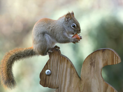 Red Squirrel with Acorn