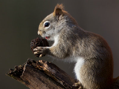 Red Squirrel with Black Walnut