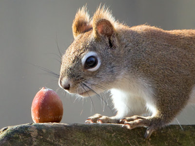 Red Squirrel with Acorn