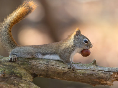 Red Squirrel with Acorn