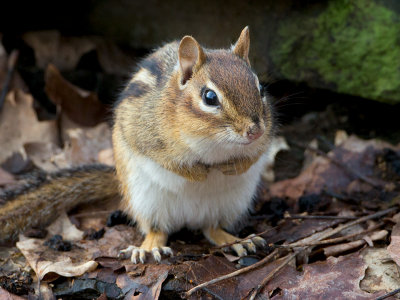 Chipmunk