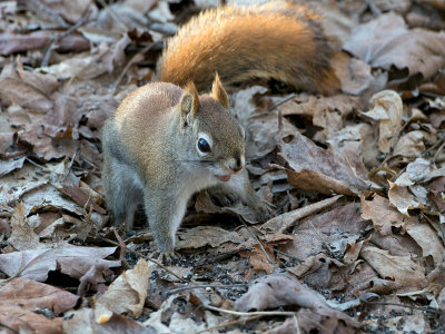 Red Squirrel