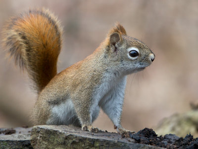 Red Squirrel