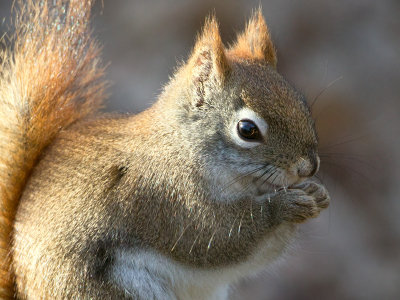 Red Squirrel