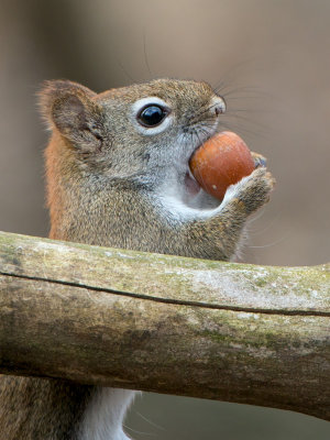 Red Squirrel with Acorn