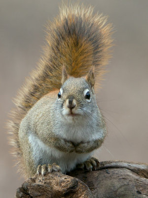 Red Squirrel