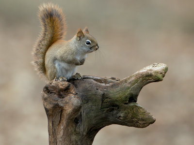 Red Squirrel