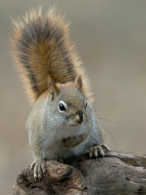 Red Squirrel