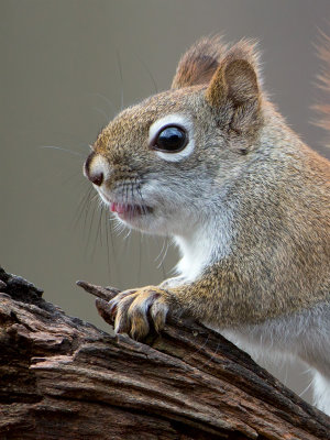 Red Squirrel