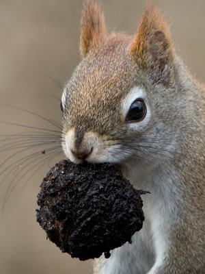 Red Squirrel with Black Walnut