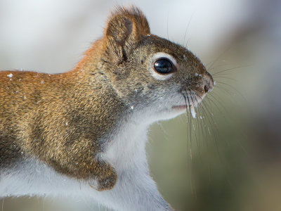 Red Squirrel