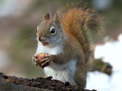Red Squirrel with Acorn