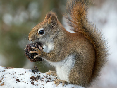 Red Squirrel with Black Walnut