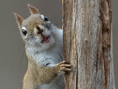 Red Squirrel