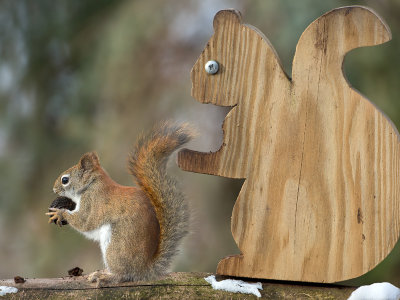 Red Squirrel with Black Walnut
