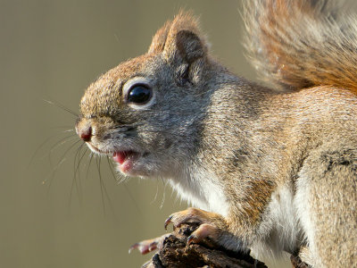 Red Squirrel