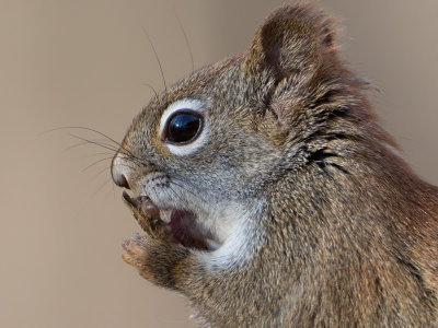 Red Squirrel