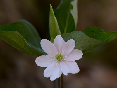 Sharp-Lobed Hepatica in Front of Trillium Bud