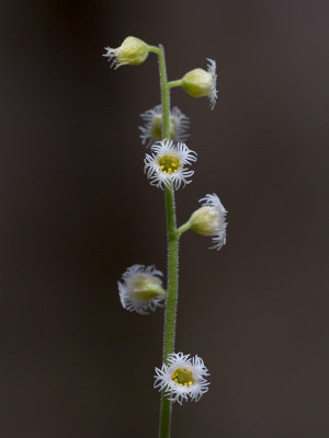 Miterwort