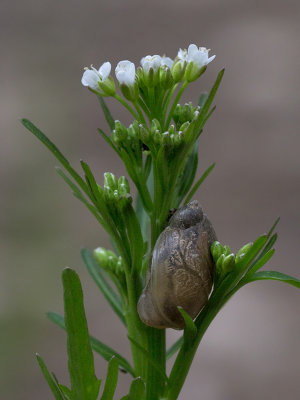 Pennsylvania Bittercress