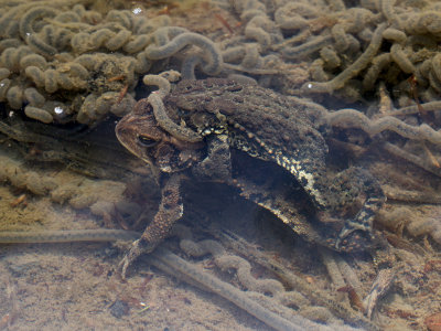 American Toads Mating