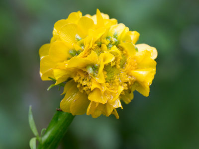 Common Buttercup with Gall