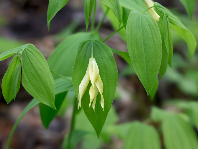 Large-flowered Bellwort