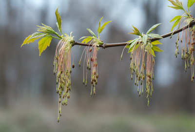 Box Elder Tree