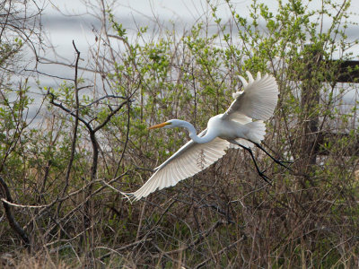 Great Egret