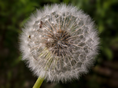 Dandelion