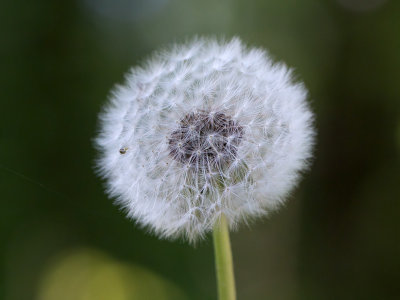 Dandelion