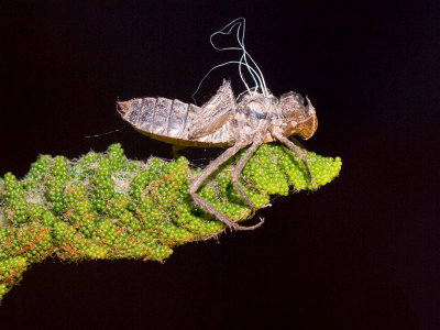 Dragonfly Exuvia on Fertile Frond of Cinnamon Fern