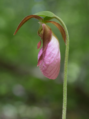 Pink Lady's Slipper Orchid