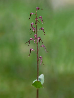 Southern Twayblade Orchid