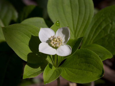 Bunchberry